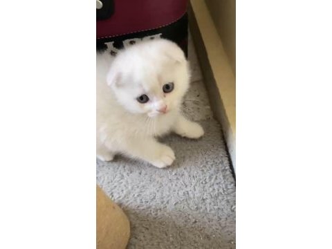 Scottish fold yavru kırık kulak