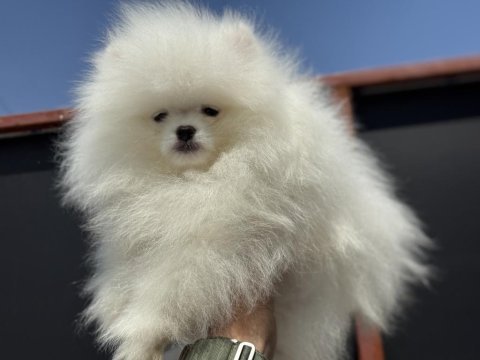 Show kalite teddy face pomeranian yavrular