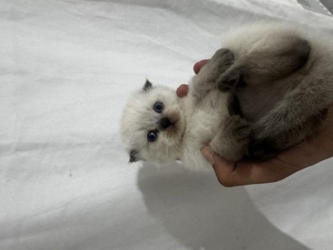 Yeni sütü kestik scottish fold