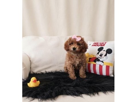 Toy poodle dişi
