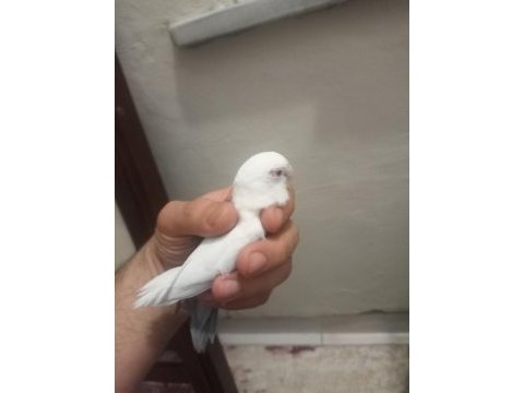 Kırmızı göz albino takım forpus papağanı