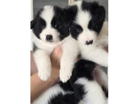Muhteşem border collie yavrular