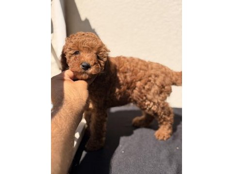 Toy poodle bebekler