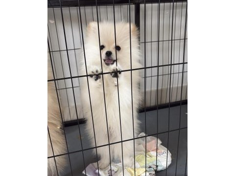 Pomeranian köpeğimiz