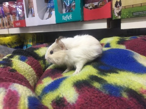 Guinea pig ler geldi