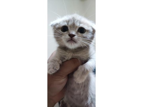 Sahibinden 3 aylık yavru scottish fold