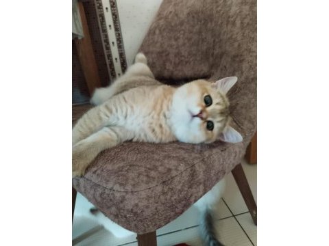 Yavru british shorthair kedilerimize sıcak bir yuva arıyoruz