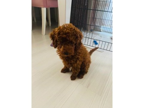 Kore toy poodle