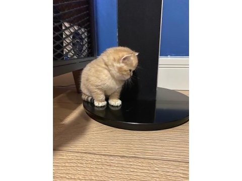 Çok tatlı yavru kedilerimiz