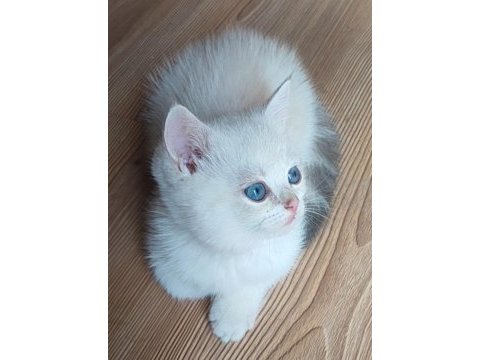 Safkan british shorthair