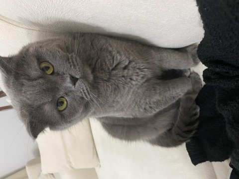 Ücretsiz scottish fold kedisi