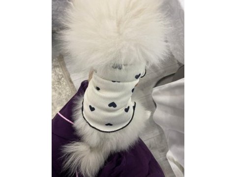 Pomeranian yavru 7 aylık