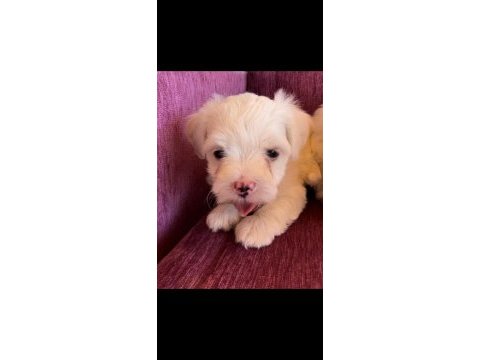 Terrier yavrularımız
