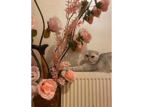 Çok acil sahiplendirmem lazım scottish fold