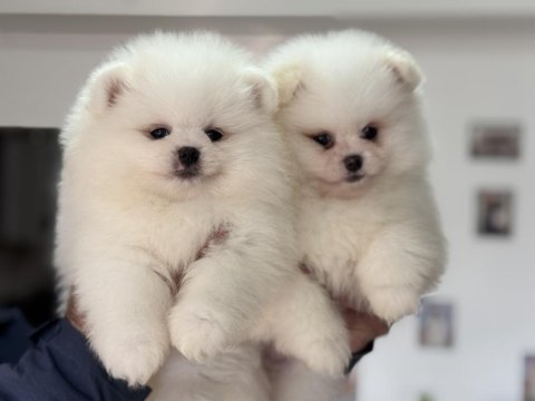 Show kalite ayı suratlı pomeranian boo yavrularımız
