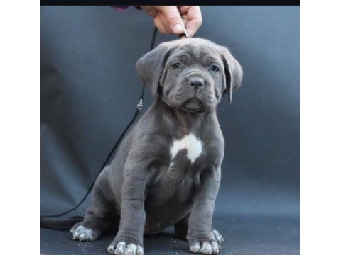 Cam gözlü cane corso yavrular