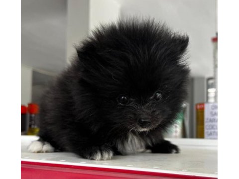 Kendi yetiştirdiğim köpeğimin pomeranian yavruları
