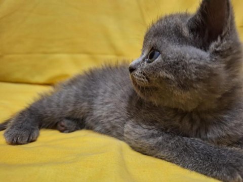 Safkan british shorthair yavruları