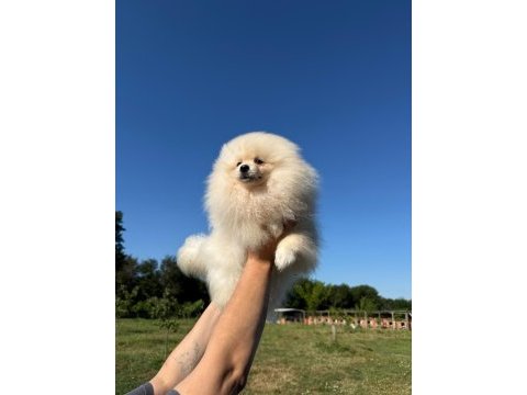 Sağlık ve ırk garantili pomeranian