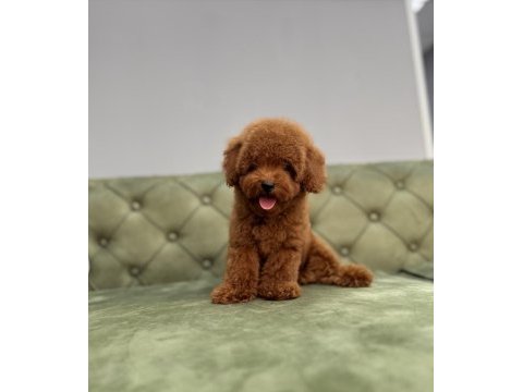 Kore toy garantili red brown toy poodle bebeklerimiz
