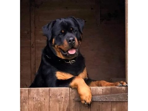 Macar rottweiler yavrular