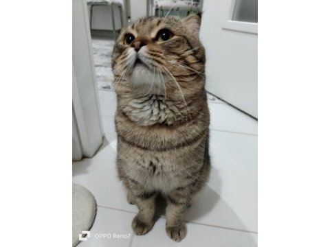 Scottish fold kedimizi sahiplendirmek istiyoruz