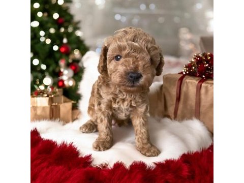 45 günlük dişi ve erkek poodle yavrularım