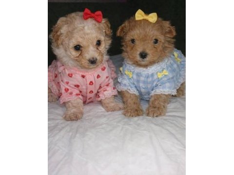 Dişi erkek maltipoo yavrular