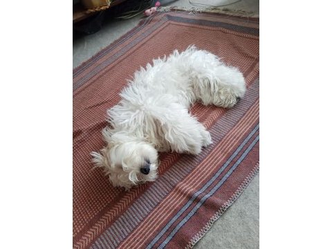 Dişi maltese terrier
