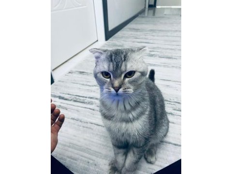 5 aylık erken sahiplendirmek istiyoruz