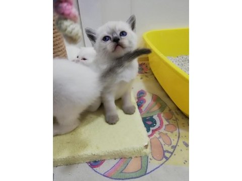 3 dişi şecereli babanın kızları point scottish fold bebekler