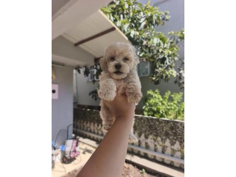 Şeker tadında maltipoo yavrularımız