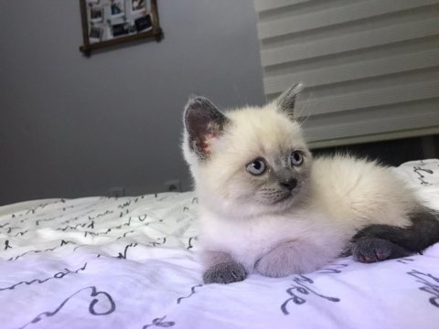 2 aylık erkek blue point safkan scottish straight yavrular