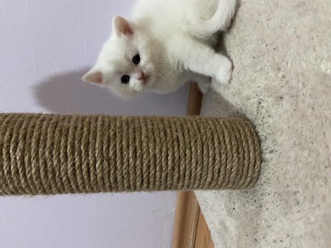 British longhair ve british shorthair,