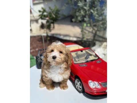 Mini maltipoo yavrularımız