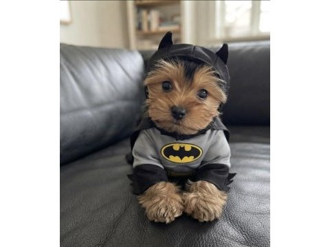 Dişi erkek yorkshire terrier
