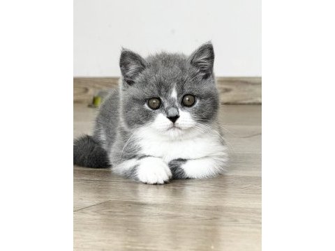 Safkan british shorthair yavru