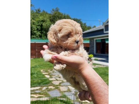 Teddy surat kore kan maltipoo yavrularımız