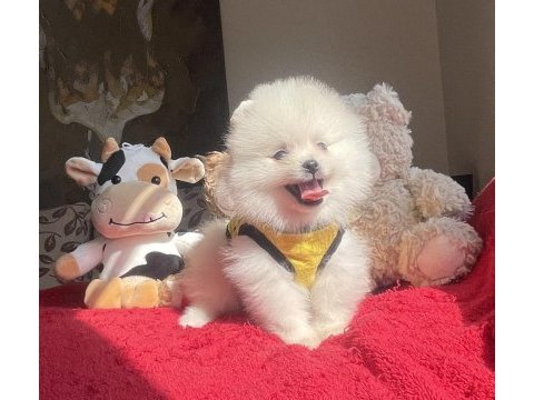 Ayı surat pomeranian boo köpekleri