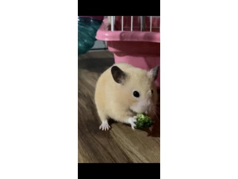 Golden hamster 10 tane yavru sahiplendirilecek