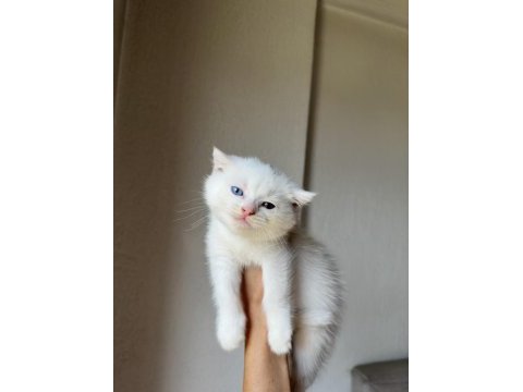Bir gözü mavi bir gözü yeşil scottish fold kedim