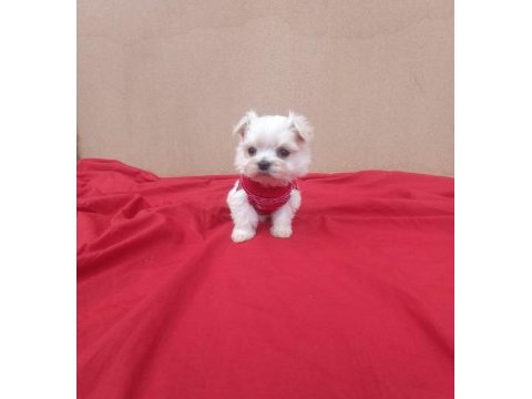 Kore maltese