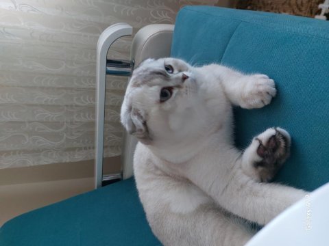 Acil satılık scottish fold
