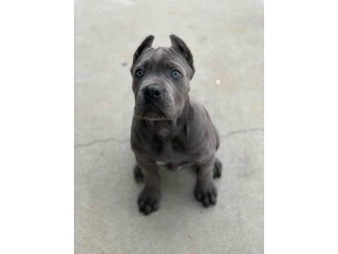 Estetikli black ve blue cane corso yavrular