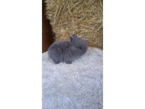 Hollanda cücesi tavşan netherlans dwarf
