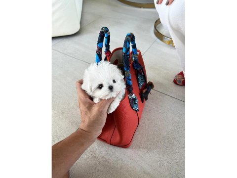 Korenin güzeli mikro boy maltese lily