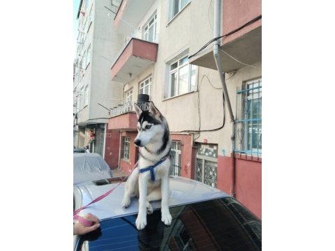 5 aylık husky köpeğimiz yeni ailesini bekliyor