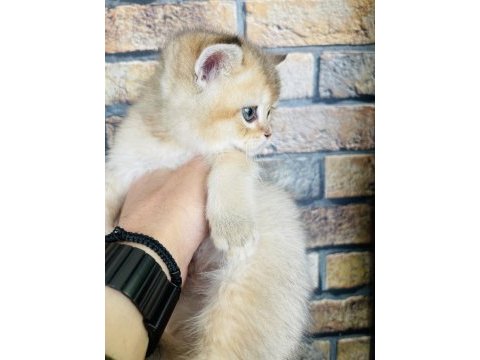 British shorthair golden yavru