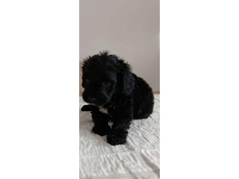 Sevimli maltipoo yavrular