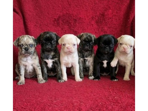 Egzotik renk pug mops yavruları